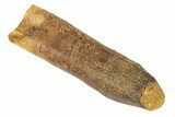 Fossil Sauropod Dinosaur (Titanosaur) Tooth - Morocco #248874-1